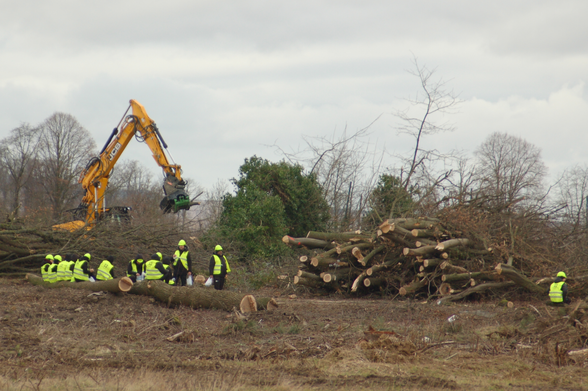 Baumaschine (Harvester) am alten Sportplatz im Manheimer Erbwald, davor behelmter Werkschutz zwischen angeholzten Baumstämmen