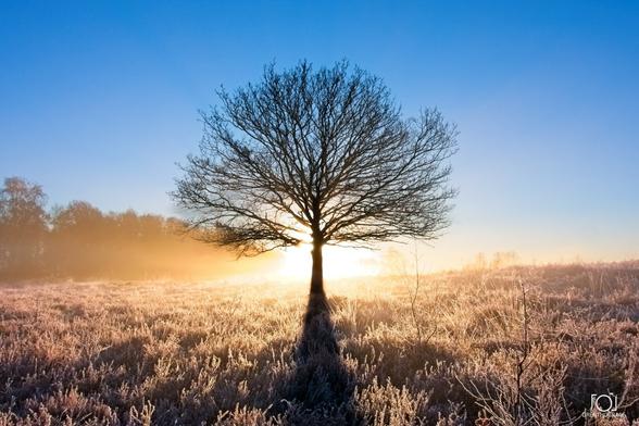 A tree standing in a frosted field with grass. Behind the tree is the rising sun, and creating a silhouet off the leafless tree.