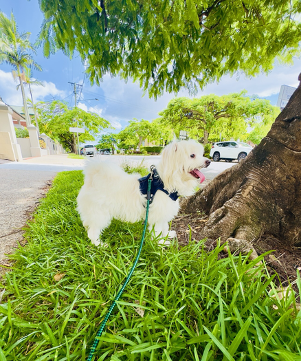 Rocket is standing in the shade of a tree on the grassy stretch of a footpath. There are trees lining the suburban street. It’s a sunny day with a few clouds in the sky.