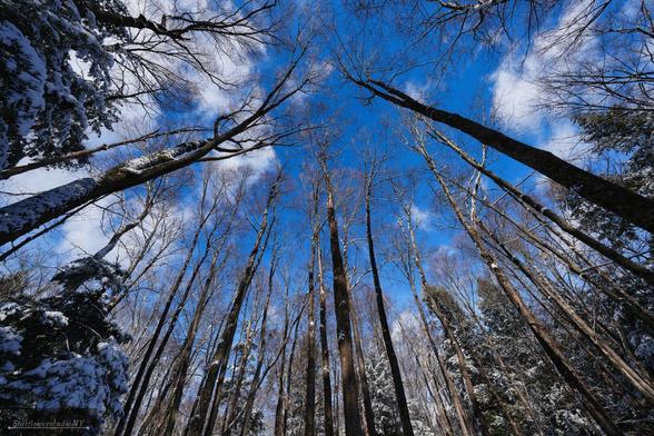 View of the tree canopy from below with bright blue winter skies and clouds.