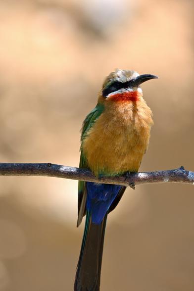 Perched for a moment, the White-fronted Bee-eater surveys its vibrant world.  A flash of color against the muted landscape.
