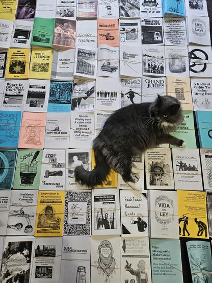 A photo of several zines laid neatly across the floor so that no floor is visible. A multicolored grid of extremist literature. The zines are about a variety of topics including self defense, anarchism, Palestinian liberation, feminism, security, abortion and youth liberation. A large long haired grey cat is sitting in the middle of all the zines because of course she is.