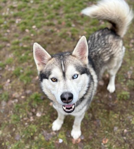 Beautiful white and gray malamute dog looking into the camera He's got a big black boopable nose and one brown eye and one blue eye.