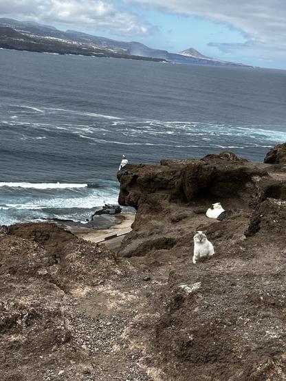 Katzen am Meer