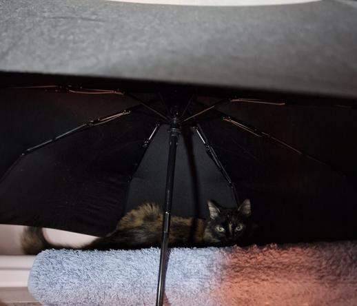 Una gata carey de pelo semi largo con el color negro como color predominante. La gata se encuentra tumbada en una bañera de tonos rosados mirando hacia la cámara con sus pupilas contraídas casi en una línea. 
Está bajo un paraguas negro abierto que está escurriendo allí (ya estaba seco en la foto pues ha estado 7 horas allí)
En el borde de la bañera hay una alfombra para los pies de pelitos celeste