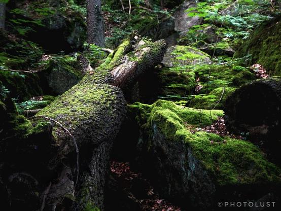 Farbfoto von bemoosten Felsbrocken und gefällten Baumstämmen in der Schlucht des Brauselochbachs in der Nähe von Rochsburg in Sachsen.