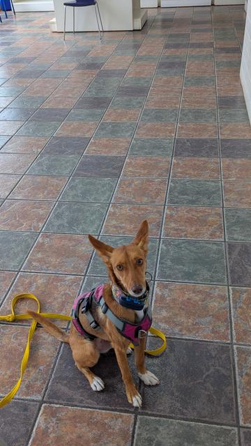 Wee Penny the Podenco sitting on a tiles floor at the vet waiting to be seen,. looking all worried, good news no reaction to the caterpillars