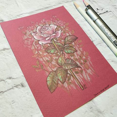 A drawing of a pink rose on a floral background.
Pink roses hold a special place in the world of flowers with their delicate beauty. Pink roses are rich in meaning and symbolism, the colour pink, associated with love, tenderness, and femininity.
An original art work
Colour pencil and mixed media on acid free toned artist paper
5 by 7 inches (12.7 by 17.8 cm).
Sold unframed