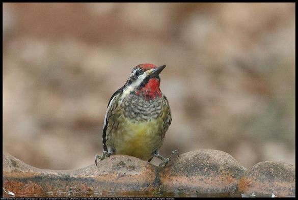 A Yellow-bellied Sapsucker (Sphyrapicus varius) was standing on the edge of a concrete birdbath in Norman, Oklahoma, United States on December 23, 2024. The bird bath is heated and is the only source of not frozen water for some distance resulting in many visitors.