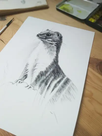 Photo d'un dessin de belette au crayon