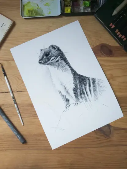 Photo d'un dessin de belette au crayon et matériel