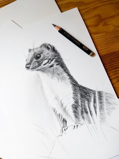 Photo d'un dessin de belette au crayon