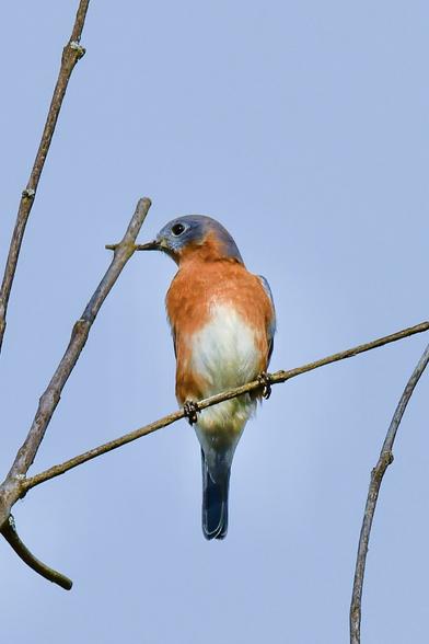 An Eastern Bluebird perched in a tree, lined up with a branch to make it look like he’s a hummingbird