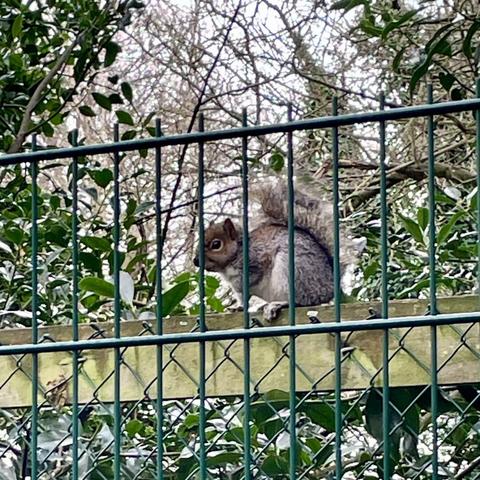 Grey squirrel crouching behind a green metal fence with trees foliage in the background