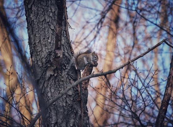 A small red squirrel sitting in the crook left behind by a broken tree limb, eating a walnut. It's winter, so there are no leaves on the tree to hide it from view.