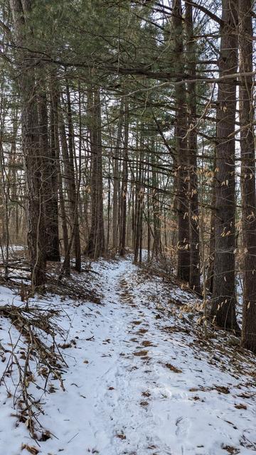 A path through pine trees in winter.
