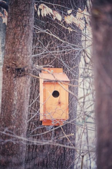 A wooden bird box attached to a tree in winter time.