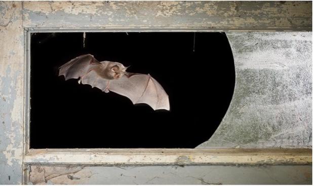 Lesser horseshoe bat (Rhinolophus hipposideros)
Photo: Bram Conings (https://www.bramconings.be/)