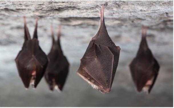 Lesser horseshoe bat (Rhinolophus hipposideros)
Photo: Bram Conings (https://www.bramconings.be/)