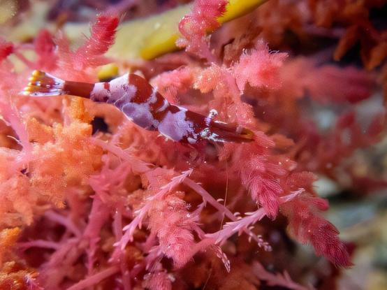 Underwater photo of a small shrimp on seaweed