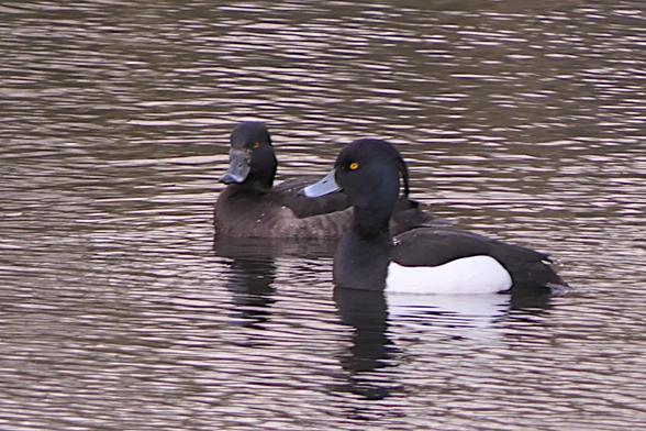 A pair of Tufted Ducks