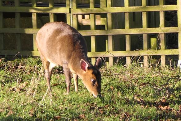 A close up of a female Muntjac deer