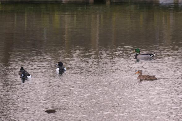 Pair of Tufted Ducks and Mallard.