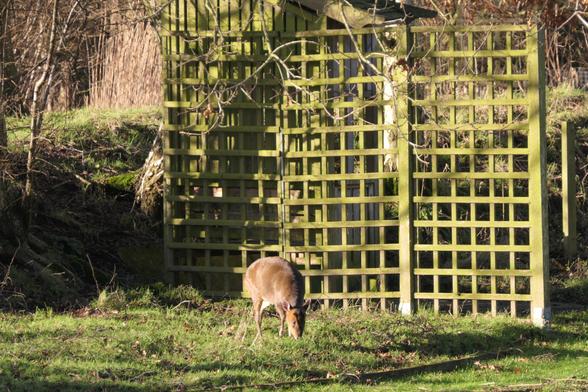 A Muntjac deer grazes the grass beside a trellis 
panel