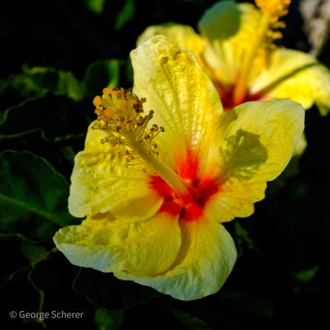 Close up of a bright yellow hibiscus flower, seen from the side.  The petals are bright yellow, with red at the base of the pistil.  The long yellow pistil casts and shadow on the one of the yellow petals.  The background is out of focus and mostly green,.  There is one out of focus hibiscus flower in the background.
