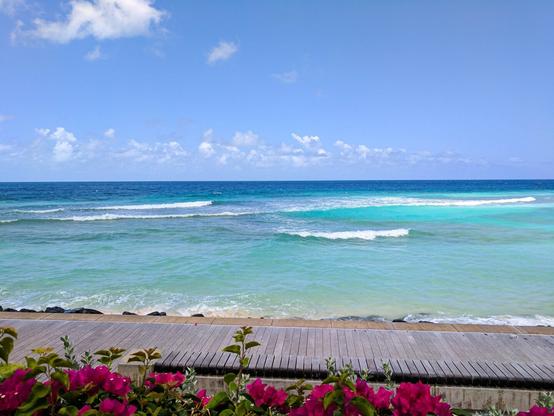 Rolling ocean waves behind flowers on Barbados island