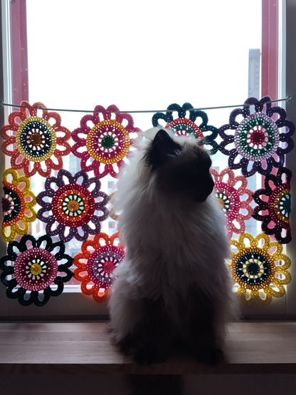 Cat in front of a window.