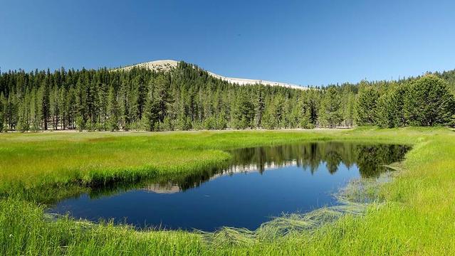 a small lake in a grassy meadow surrounded by dense forests. In the distance, a snow covered peak is seen