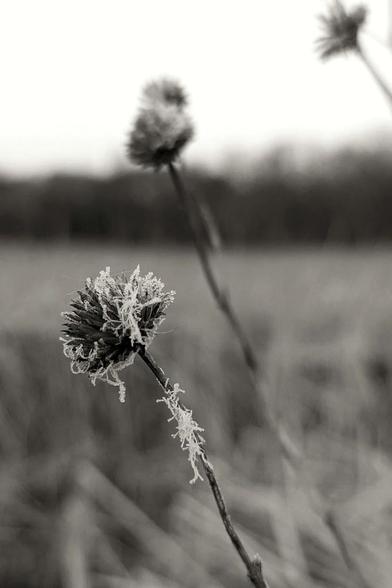 Black and white close-up photo of a native plant head and stem with an intricate web of hoarfrost on both. Out of focus plant stems and head are behind it, while a dark treeline contrasts against the blank sky.