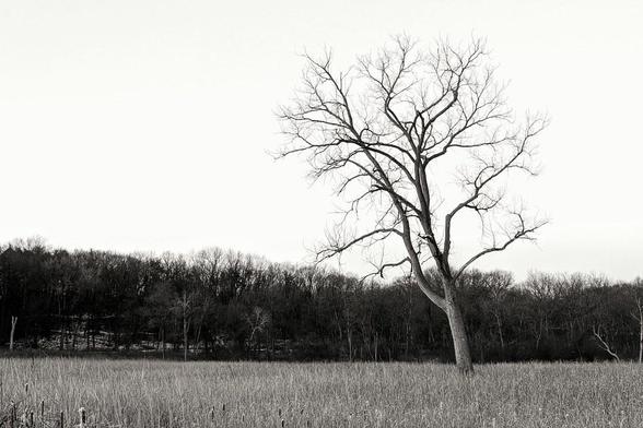 Black and white photo of a solitary tree standing amongst plants of a wetland fen. The sky is blank and the moraine in the background is dark with trees.