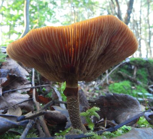 a small mushroom with a thin black and white patterned trunk and a bright orange cap with some sunlight shining through, viewed from below