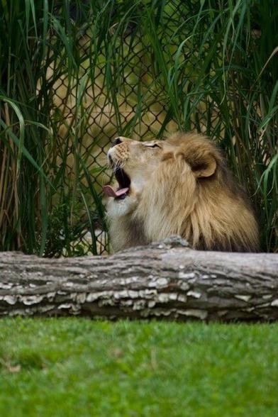 This majestic lion, with a coat as golden as the African savanna, lets out a mighty yawn, perhaps dreaming of vast grasslands and thrilling hunts. Or maybe he's just tired after a long day of ruling his pride. Either way, his powerful roar echoes in our imaginations, a reminder of the raw beauty and untamed spirit of the wild.