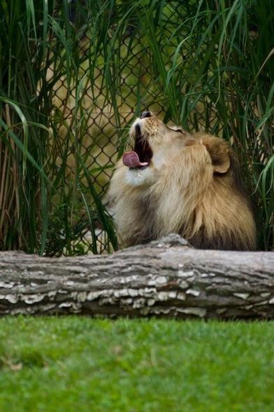 This majestic lion, with a coat as golden as the African savanna, lets out a mighty yawn, perhaps dreaming of vast grasslands and thrilling hunts. Or maybe he's just tired after a long day of ruling his pride. Either way, his powerful roar echoes in our imaginations, a reminder of the raw beauty and untamed spirit of the wild.