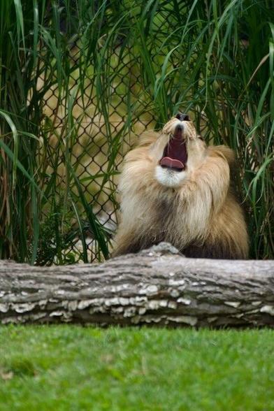 This majestic lion, with a coat as golden as the African savanna, lets out a mighty yawn, perhaps dreaming of vast grasslands and thrilling hunts. Or maybe he's just tired after a long day of ruling his pride. Either way, his powerful roar echoes in our imaginations, a reminder of the raw beauty and untamed spirit of the wild.