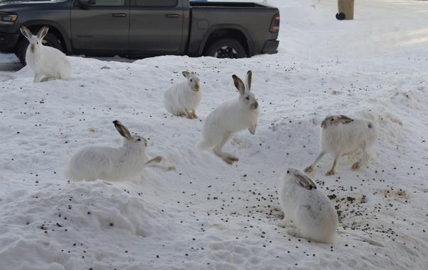 Six white-tailed jackrabbits (a species of hare) are in a snow-covered front yard in the prairies of Canada.  They are caught in the middle of a bit of a melee, as they're in a fairly small area and they are territorial and solitary.

At center-left, one has its front paws in the air, "boxing" towards the one in the middle of the frame.  At center-right, another is just starting to rear up, again facing the one in the middle.  At center of frame, a jackrabbit is in mid-air, having jumped straight upwards to escape the developing fight.

Three additional jacks look on, two from the background, and one in the bottom-right corner of the frame.
