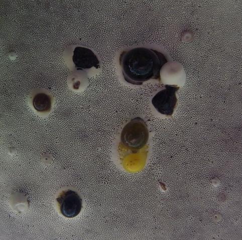 Detailed shot of the underside of a large tree mushroom, which looks like an abstract painting or a marine life form with a splash of yellow and splashes of white, brown and black on a white, porous background