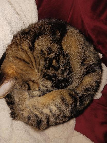 color photo, tabby Wilma