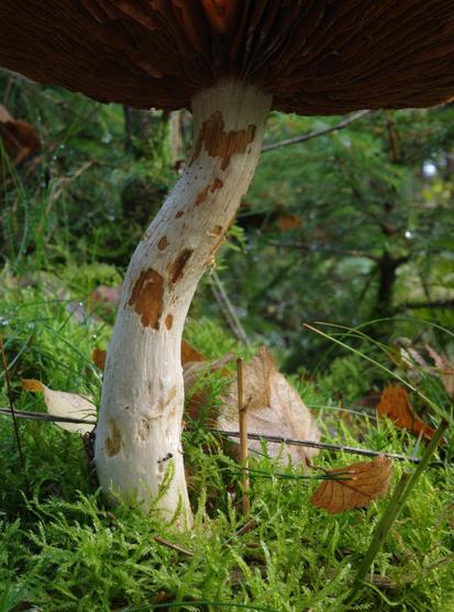 The trunk of a mushroom and parts of its brown cap and brown lamellae It has a white bark that has already been somewhat eaten away and shows a brown interior. It's surrounded by moss and beige and brown leaves in  harmonious colours.