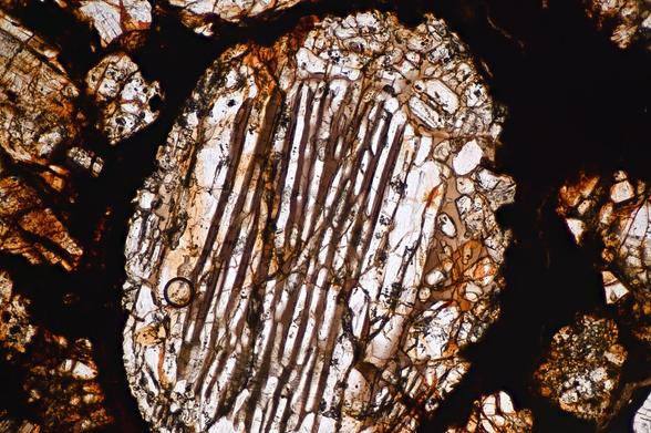 Northwest Africa (NWA) 8773 Meteorite Meteorite Thin Section microphotograph.