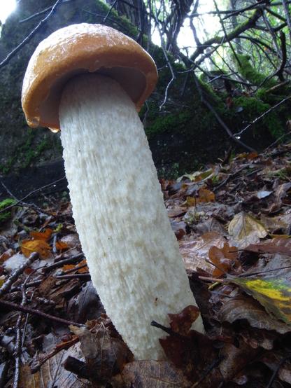 Yummy leccinum leucopodium with a thick white stem and small orange-red cap grows in front of "dragon's teeth" that belong to the former German Westwall (Siegfried line)tank barrier. More see https://en.wikipedia.org/wiki/Siegfried_Line, please