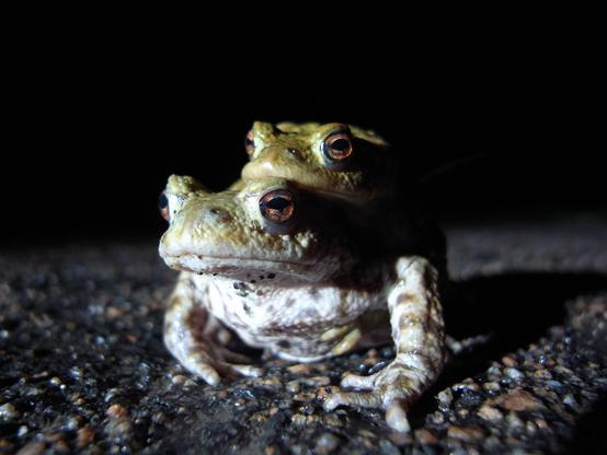 Common frog pair on a road at night on the way to mating
They are illuminated by a powerful bicycle lamp and protect their eyes with colorful nictitating membranes