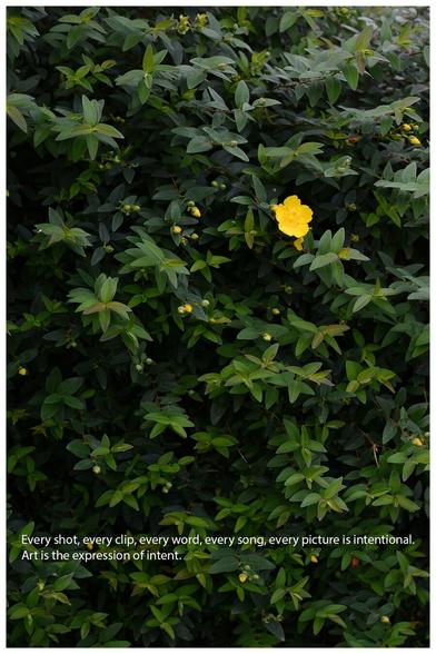 A photo of a green bush with one yellow flower also visible. The following text is written on the image "Every shot, every clip, every word, every song, every picture is intentional. Art is the expression of intent."
