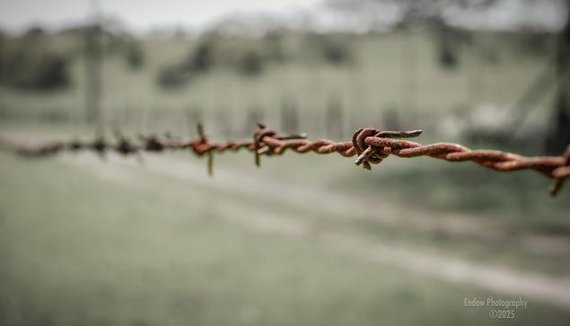 In the foreground, a full color strand of barbed wire spanning a monochrome background of dirt and grass.