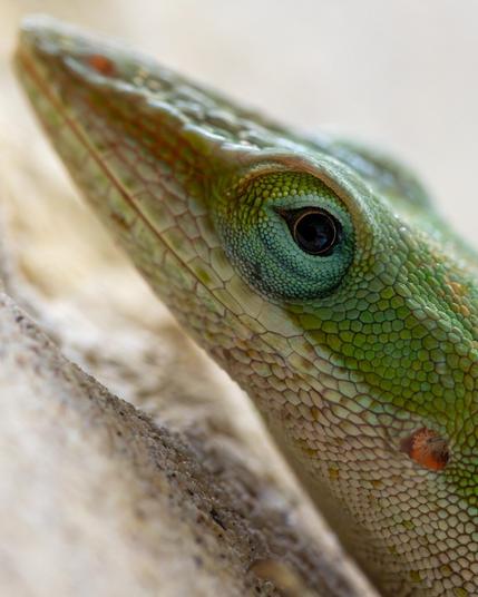 Close up of the eye and head of a green anole lizard. The tip on the snout is in the upper left hand corner and the head slopes diagonally down to just behind the ear on the bottom right. The top of the head in green and yellow scales while the bottom is white. Directly around the eye are smaller scales with turquoise and yellow colors. A golden ring surrounds the black pupil where the photographer and camera lens are just visible.