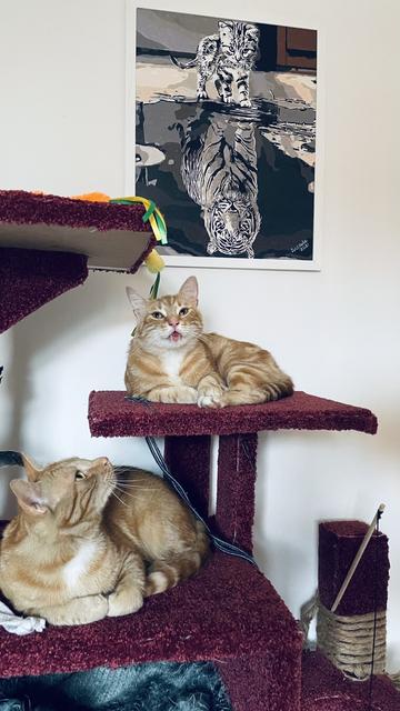 2 real cats and 1 painting