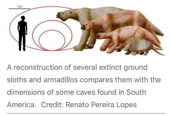 A figure from a Nature news article credited to Renato Pereira Lopez showing a silhouette of a human and the dimensions of the different sandstone tunnels, the largest taller than a human, and artist reconstructions of three different extinct ground sloths with two extinct armadillo species. The largest tunnels are as tall as the largest ground sloths.